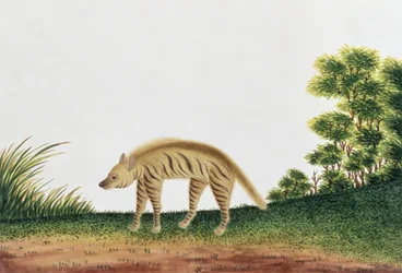 ハイエナ、マラッカの動物、昆虫、爬虫類の絵、1805-18年頃（紙にトイレとガッシュ）